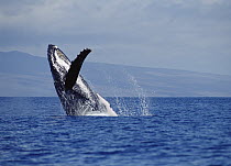 Humpback Whale (Megaptera novaeangliae) breaching, Maui, Hawaii - notice must accompany publication; photo obtained under NMFS permit 987