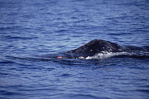 Humpback Whale (Megaptera novaeangliae) dorsal fin bloodied from battle over female, Maui, Hawaii - notice must accompany publication; photo obtained under NMFS permit 987