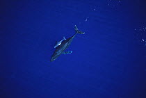 Humpback Whale (Megaptera novaeangliae) and young calf, Maui, Hawaii - notice must accompany publication; photo obtained under NMFS permit 987