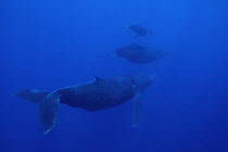 Humpback Whale (Megaptera novaeangliae) cow calf and male escort, Maui, Hawaii - notice must accompany publication; photo obtained under NMFS permit 987