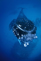 Humpback Whale (Megaptera novaeangliae) portrait, Tonga