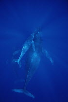 Humpback Whale (Megaptera novaeangliae) cow, calf and male escort, Maui, Hawaii - notice must accompany publication; photo obtained under NMFS permit 987