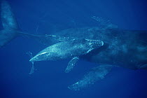 Humpback Whale (Megaptera novaeangliae) cow and calf and male escort, Maui, Hawaii - notice must accompany publication; photo obtained under NMFS permit 987