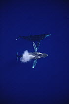 Humpback Whale (Megaptera novaeangliae) aerial of males competing for female, Maui, Hawaii - notice must accompany publication; photo obtained under NMFS permit 987