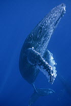 Humpback Whale (Megaptera novaeangliae) friendly singer, Maui, Hawaii - notice must accompany publication; photo obtained under NMFS permit 987