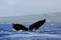 Humpback Whale (Megaptera novaeangliae) Frank's tail, whale first identified March 10, 1979 seen here Mar, 1, 1999 Maui, Hawaii - notice must accompany publication; photo obtained under NMFS permit 98...