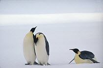 Emperor Penguin (Aptenodytes forsteri) three seeking rookery, may walk 100 miles to reach rookery, Antarctica