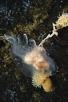 Sea Anemone (Isotealia antarctica) two attack and feed on a Jellyfish (Diplulmaris antarctica), Antarctica