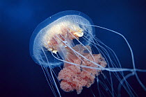 Jellyfish (Diplulmaris antarctica) with several Amphipods (Hyperiella dilatata) bell can reach 18 centimeters, Medusa provides amphipods with protection and mating platform, Antarctica