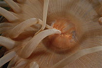 Sea Anemone (Urticinopsis antarctica) feeding by licking food particles off a tentacle, mouth is in center of tentacles, Antarctica