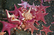 Sea Star (Odontaster validus) group attacking and eating a Sea Urchin (Sterechinus neumayeri), Antarctica