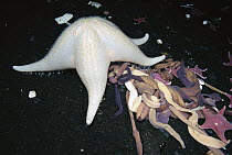 Sea Star (Odontaster validus) and Nemerteans (Parborlasia corrugatus), Antarctica