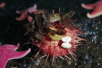 Sea Urchin (Sterechinus neumayeri) covers itself with algae, corals and shells to prevent predation by anemones, Antarctica, note Trematomus fish