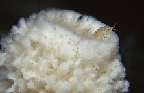 Isopod (Natatolana sp) or (Aega sp) in sponge (Haliclona dancoi) two main components of sea floor community, Antarctica