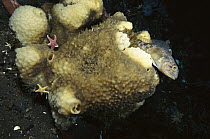 Emerald Notothen (Trematomus bernacchii) on sponge, notothenioid fish uses antifreeze glycoproteins to keep from freezing in Antarctic water, Antarctica