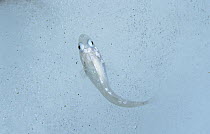 Bald Notothen (Pagothenia borchgrevinki) on iceberg, notothenioid fish uses antifreeze glycoproteins to keep from freezing in Antarctic water, Antarctica