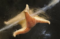 Sea Star (Homaxinella balfourensis) that is covered in anchor ice, Antarctica