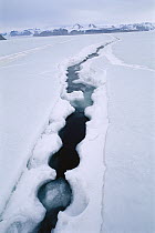 Crack in sea ice, tidal shifts cause sea ice to crack in pressure ridges near islands, Antarctica