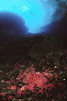 Sea Star (Odontaster validus) group feeding on seal feces under sea ice crack around mainland, Antarctica