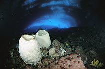 Volcano Sponge (Anoxycalyx joubini) pair primitive animal colonies that filter water for food particles, Antarctica