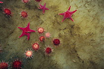 Sea Urchin (Sterechinus neumayeri) group and Sea Stars gather on an ice fall to eat algae, Antarctica