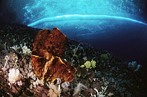 Sponge (Rossella fibulata) primitive animal colonies that filter water for food particles, Antarctica