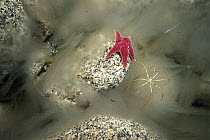 Sea Star (Odontaster validus) and Sea Spider (Pycnogonidae) amid anchor ice, Antarctica
