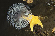Sea Star (Odontaster sp) climbing up the stalk of a Feather Duster Worm (Perkinsiana sp) uses feathery gills to filter seawater for food particles, Antarctica