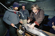 Antarctic Cod (Dissostichus mawsoni) studied by researchers at the U.S. Base at McMurdo Station, Antarctica