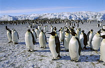 Emperor Penguin (Aptenodytes forsteri) colony, Cape Crozier, Antarctica