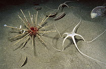 Pencil Urchin (Ctenocidaris perrieri) and Brittle Star (Ophionotus victoriae) similar to deep sea species, New Harbor, Antarctica