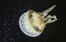 Papuan Jellyfish (Mastigias papua) often lies upside-down on lagoon floor, South Pacific