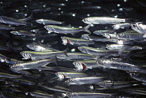 Northern Anchovy (Engraulis mordax) school, feeds by straining water through gills, California