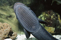 Remora (Remora remora) top of head modified with plates to stick onto animals, worldwide