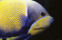 Blue-girdled Angelfish (Pomacanthus navarchus), Indo-Pacific