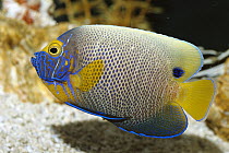 Scribble-faced Angelfish (Pomacanthus xanthometopon), Indo-Pacific