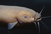 Electric Catfish (Malapterus sp) at Steinhart Aquarium, San Francisco, California, native to Africa
