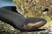 Electric Eel (Electrophorus electricus) can generate up to 220 volts, freshwater, Steinhart Aquarium, San Francisco, California