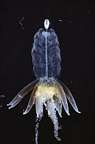 Hula Skirt Siphonophore (Physophora hydrostatica) colonial animal, tentacles sting powerfully, grows to 41 cm, inhabits the Arctic Ocean and Pacific Ocean