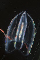 Comb Jelly (Mertensia ovum) feeds on krill which is digested rapidly within transparent gut, Arctic