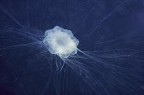 Lion's Mane (Cyanea capillata) jellyfish bell can reach three meters diameter and weigh one ton, Arctic