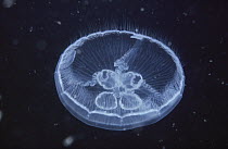 Moon Jelly (Aurelia aurita) oral arms arranged in cloverleaf, Arctic
