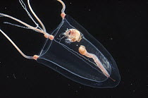 Hyperiid (Hyperia medusarum) rides on long muscular gut of Jellyfish (Sarsia sp) and steals food, Arctic