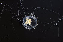 Constricted Jellyfish (Catablema vesicarium) tiny jellyfish, Arctic