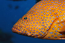 Coral Grouper (Cephalopholis miniata) a type of grouper, changes color at will, Great Barrier Reef, Australia