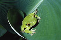 Giant Gladiator Treefrog (Hypsiboas boans) sleeps in fold of leaves by day, rainforest, Queensland, Australia