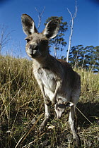 Eastern Grey Kangaroo (Macropus giganteus) mother with joey, found in cow pastures and deserts, Australia