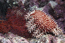Crown-of-thorns Starfish (Acanthaster planci) feeding on corals, Sea of Cortez, Baja California, Mexico