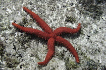 Bradley's Starfish (Mithrodia bradleyi) is flexible, rubbery Sea of Cortez, Baja California, Mexico