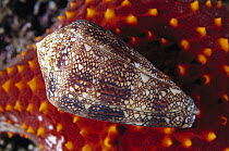 Cone Snail (Conus dalli), Sea of Cortez, Baja California, Mexico